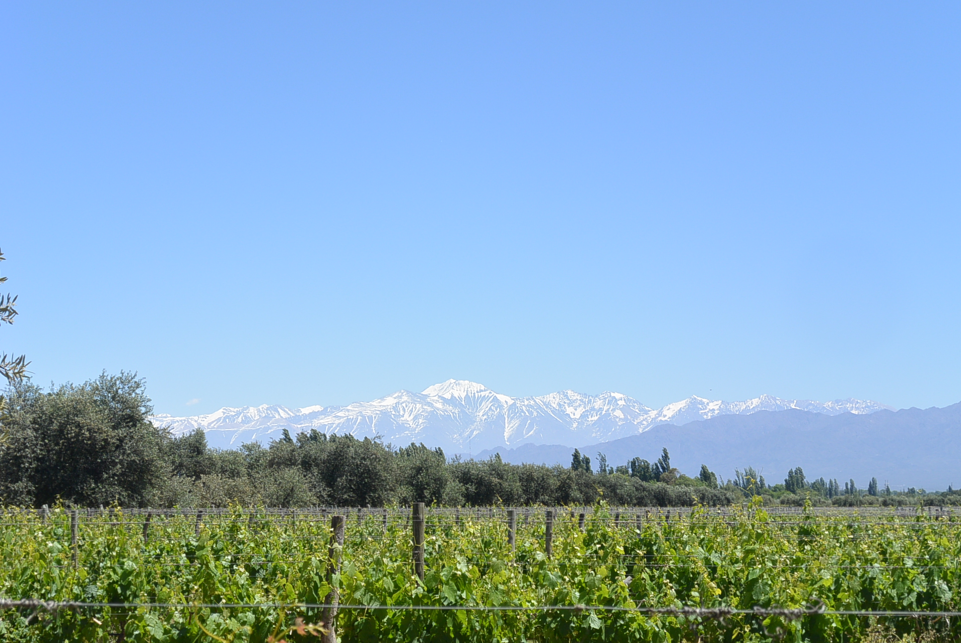 Durch die Weinfelder von Mendoza