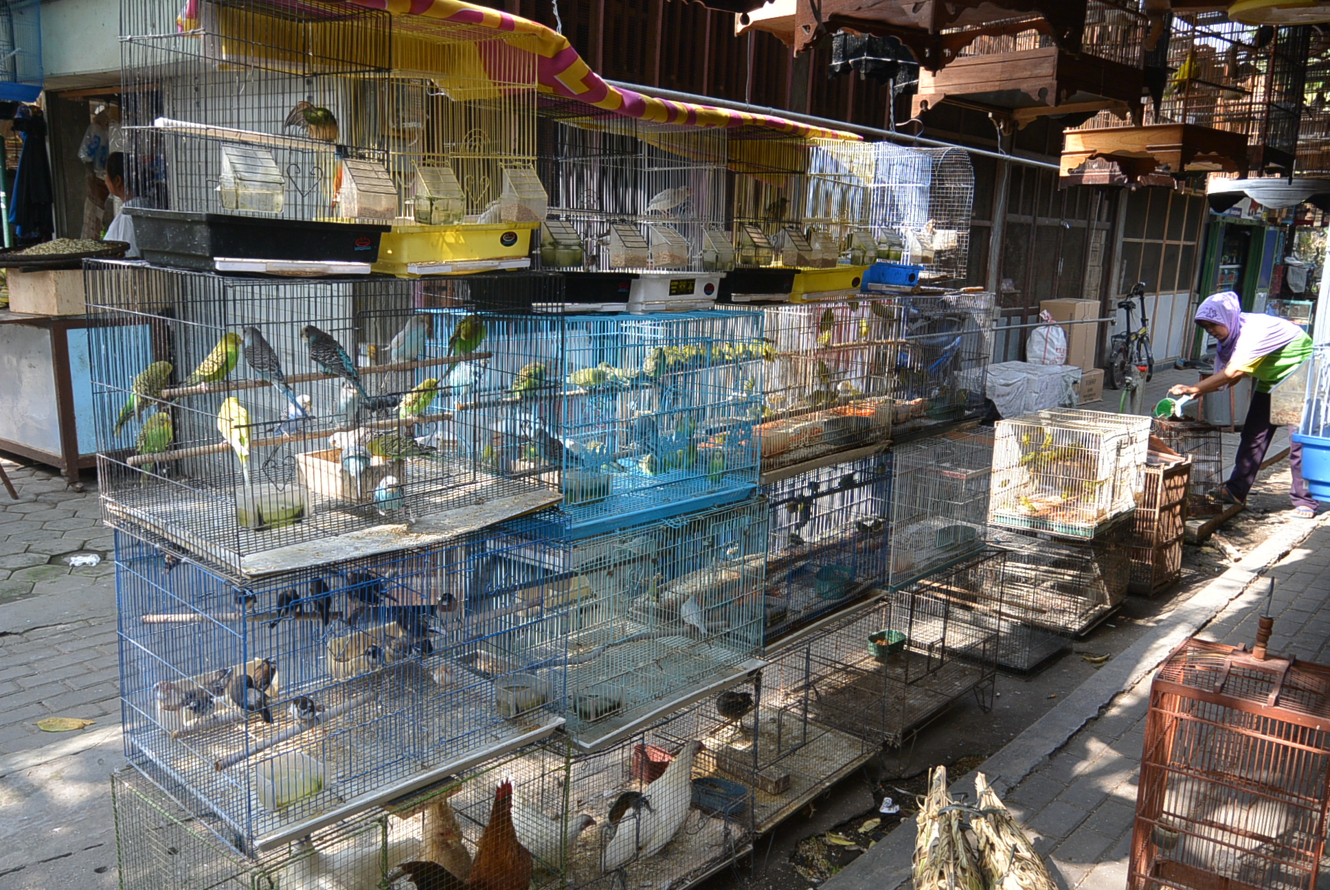 Die Käfige auf dem Bird Market