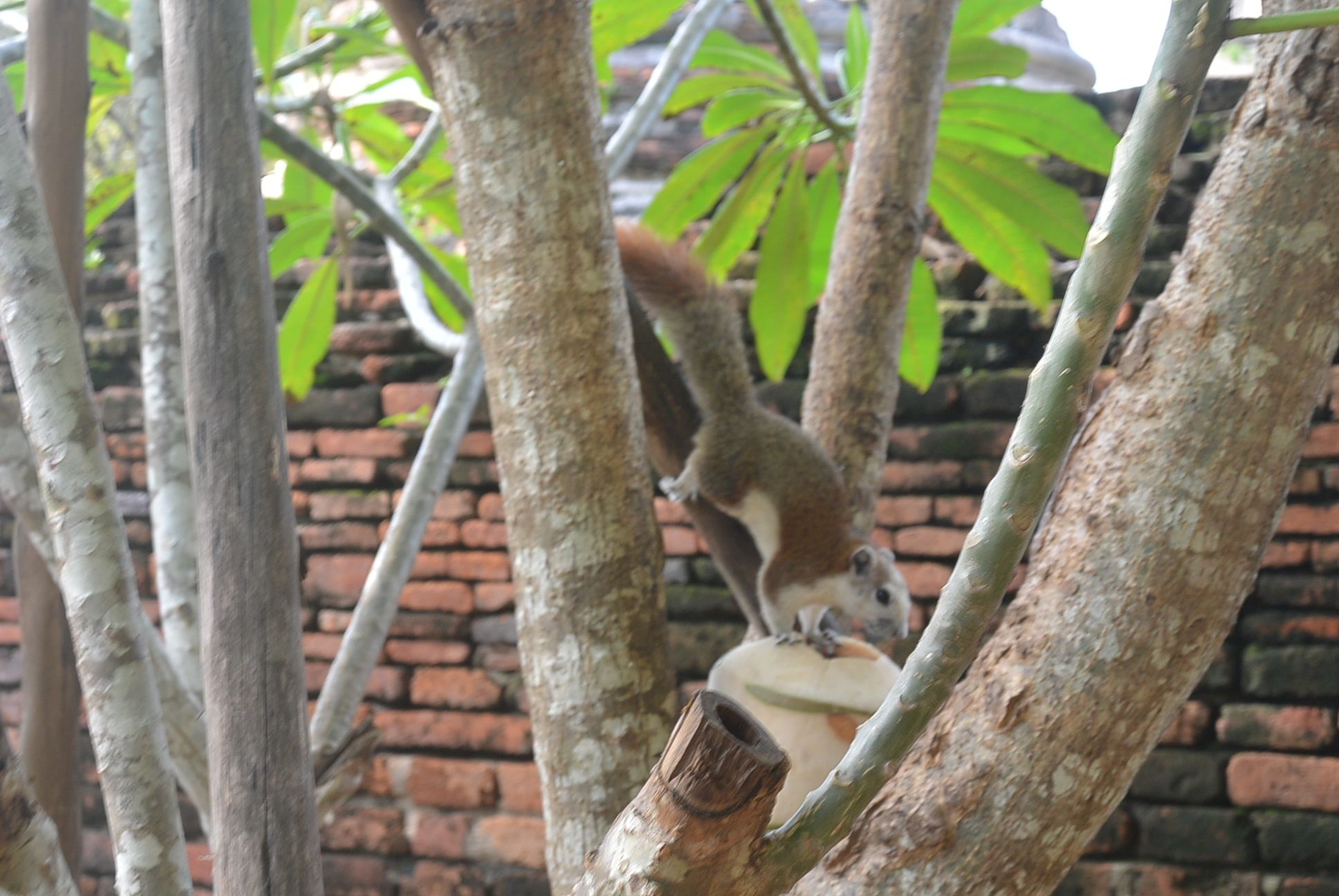 Eichhörnchen lieben Kokosnüsse