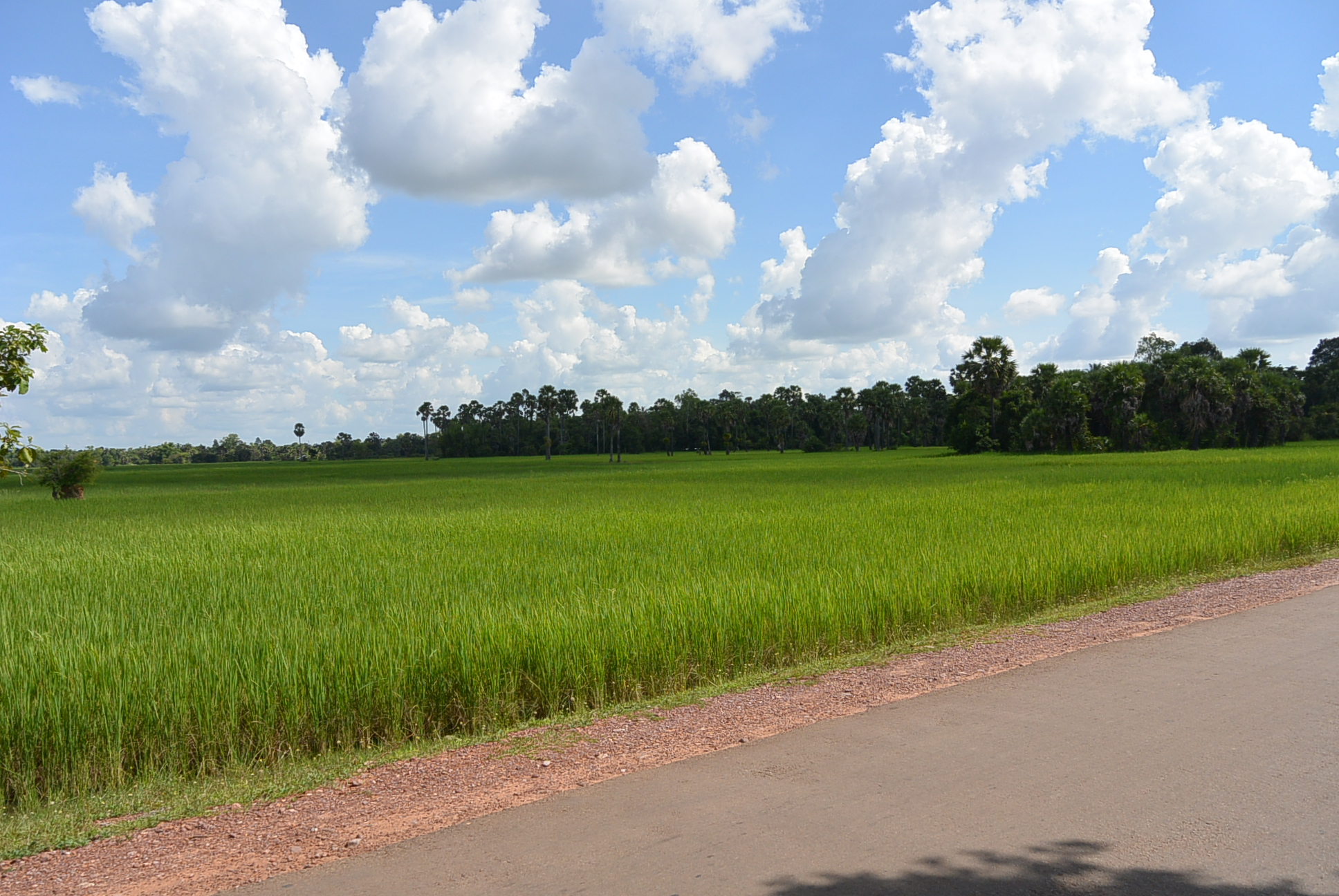 Ein Reisfeld auf dem Weg