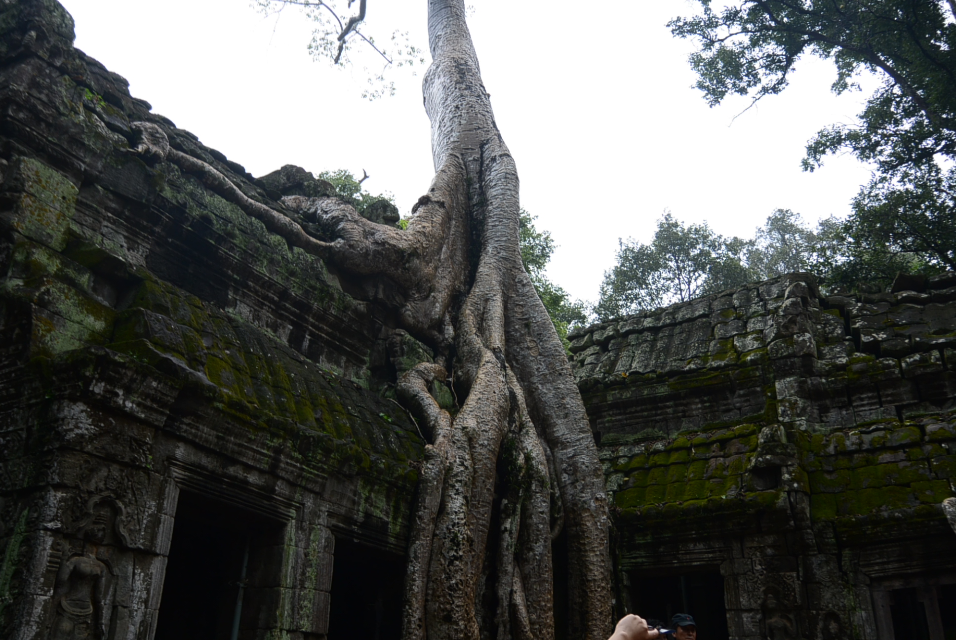 Einer der Bäume auf dem Tempel