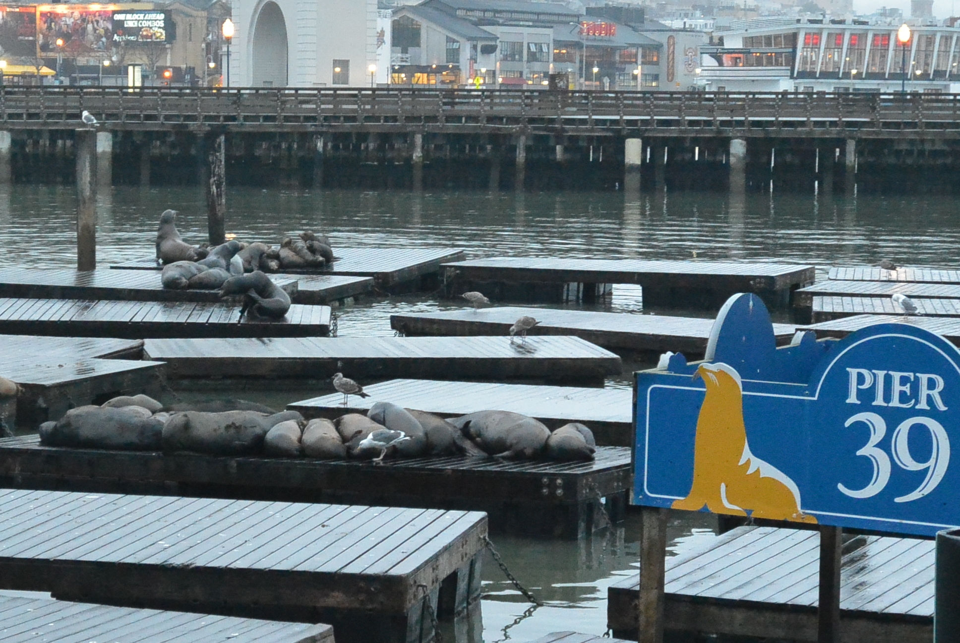 Seelöwen am Pier 39