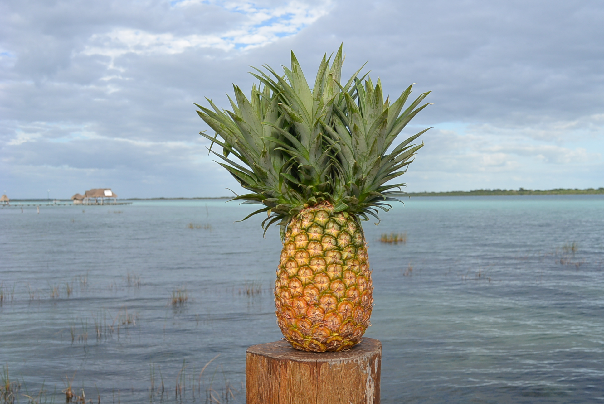 Wilson die dreiköpfige Ananas
